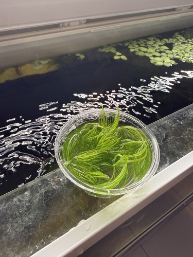 Lot plantes aquarium - plantes,