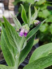 Plant de Grande Consoude Bio médicinale à fleurs mauves en godet 