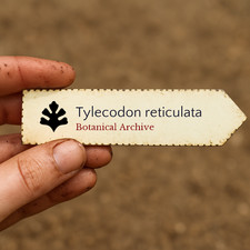 Tylecodon reticulata 100 - , seeds