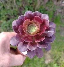 Aeonium durango big - aeonium, lovely