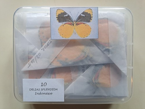 Delias splendida - 10, (pieridae)