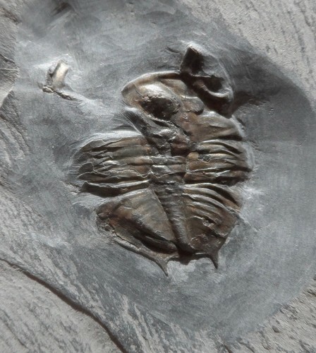 Trilobite ordovicien la - trilobite,
