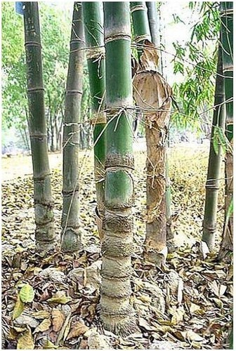 Graines dendrocalamus - de,
