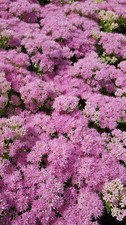 Sedum spectabile 'Brillant' /