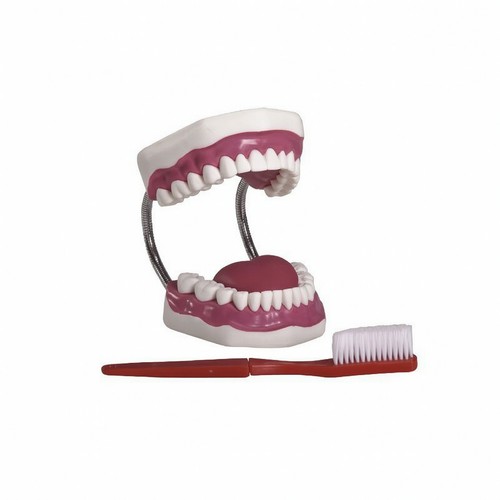 Modèle dentaire avec brosse - modèle,