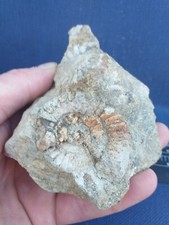 Empreinte ammonite, Fossiles