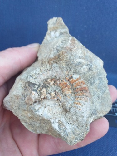 Empreinte ammonite fossiles - ammonite,,