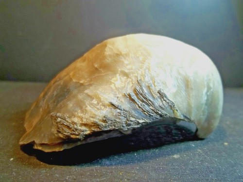Fossile gryphea dilatata - gryphea,