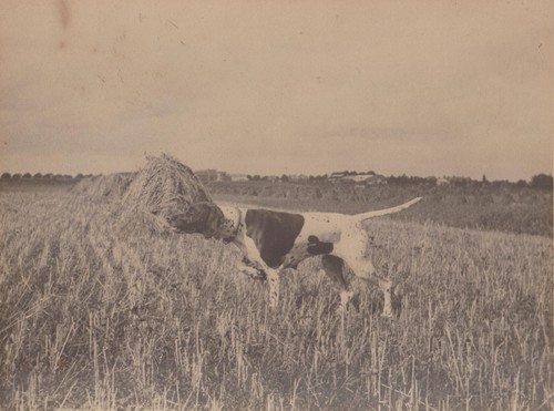Photo ancienne vers - 1930, chien