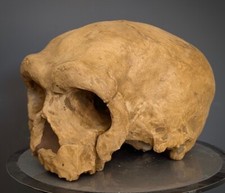 Reproduction FOSSILE crane Homo sapiens daliensis  homme de Dali skull fossil