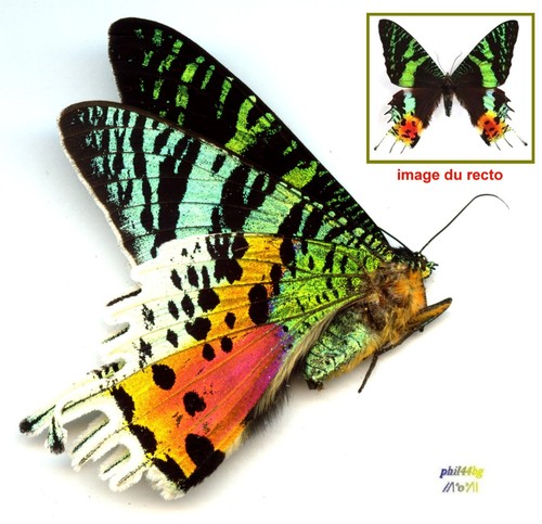 Uranidae urania ripheus - -,