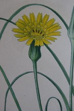 Fleur BOTANIQUE Planche