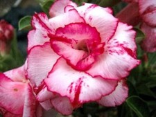 10 graines d'Adenium Obesum LADY GAGA - Rose du désert