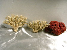 ?? ANCIEN LOT TROIS CORAUX BRANCHE CORAIL BLANC ROUGE COQUILLAGE AQUARIUM