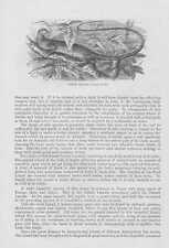 Smaragdeidechse Gravure sur