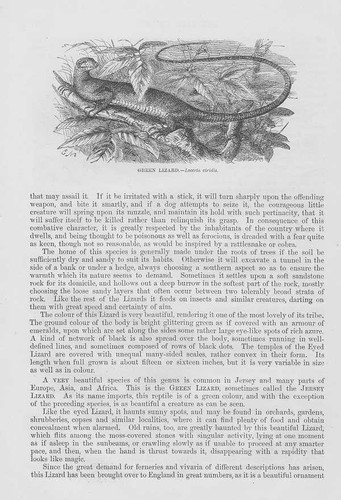 Smaragdeidechse gravure sur - smaragdeidechse,