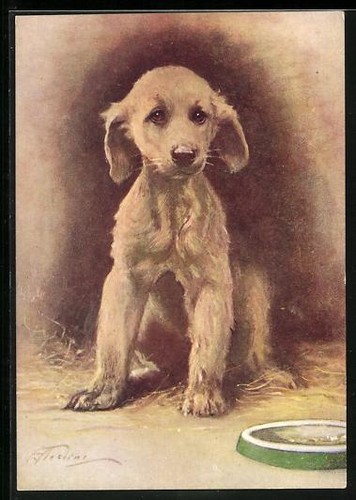 Carte postale jeune lévrier - carte,
