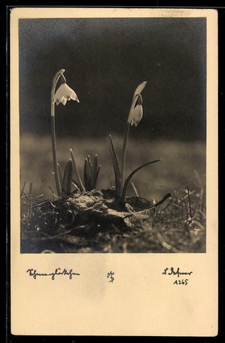 Carte postale photo - , adalbert