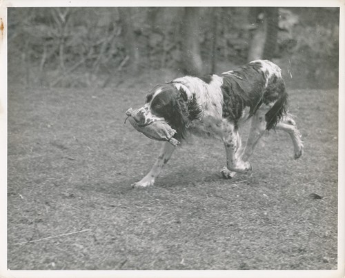 Springer anglais 1950 - 1950,