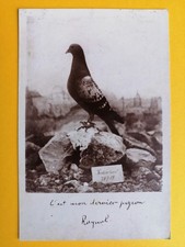 CPA Cliché OFFICIEL du PIGEON