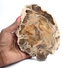 Tranche de bois fossile poli, spécimen décoratif, provenance Madagascar 410gr