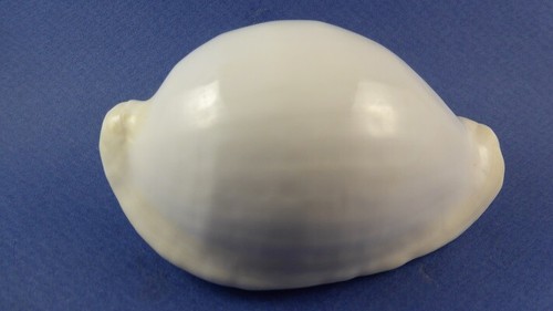 Coquillage ovula ovum - coquillage,