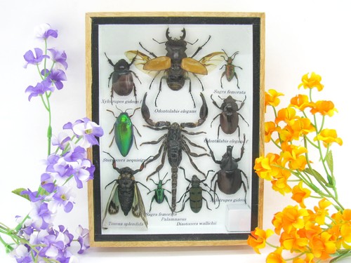 Insectes 3D - exotiques réel