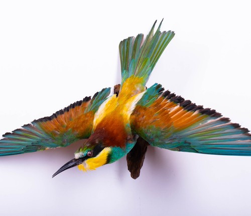 Taxidermy bee eater - bee-eater, wall