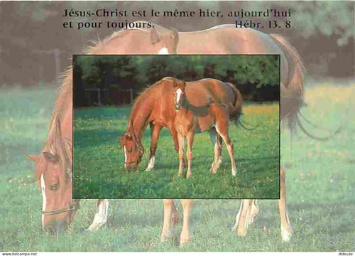 Carte postale animaux - carte,