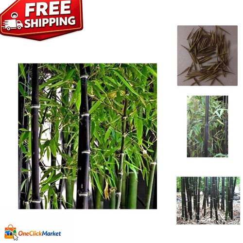 Heirloom black bamboo - 50+,