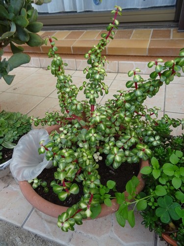 Rare plante grasse - rare,