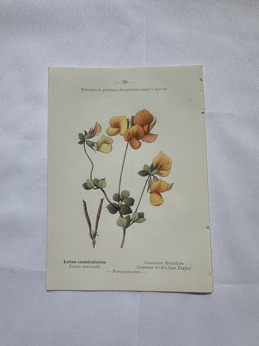 Planche botanique france - planche,