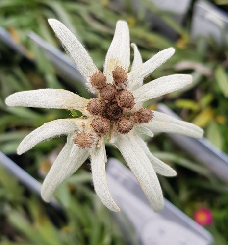 Leontopodium alpinum - , /