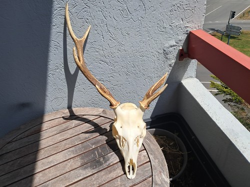 Crâne cerf sika cervus - crâne,