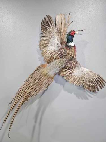 Flying pheasant mount - flying, on
