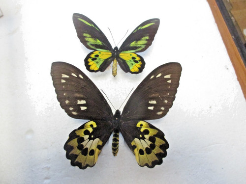 Entomologie papilionidae - entomologie,