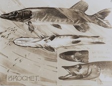 Mathurin MEHEUT : Le Brochet, Lithographie, 1911