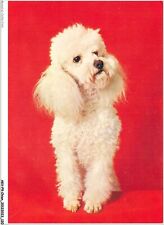 AKVP9-0705-CHIEN - UN CANICHE TOY