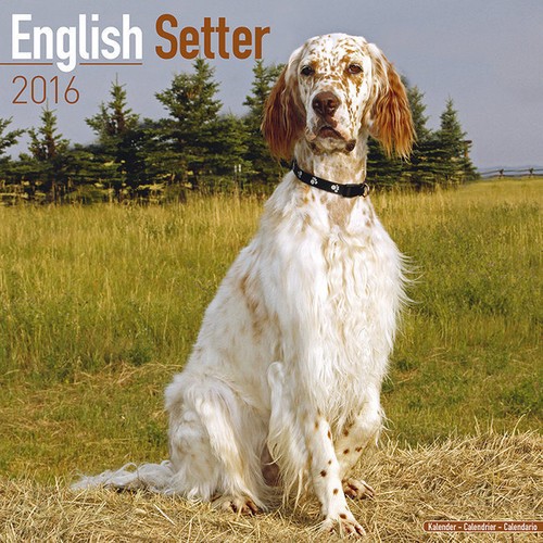 Calendrier 2016 setter - 2016,