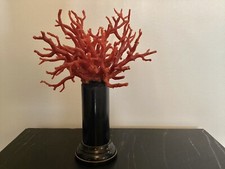 Belle composition de Branches de Corail Rouge de Méditerranée