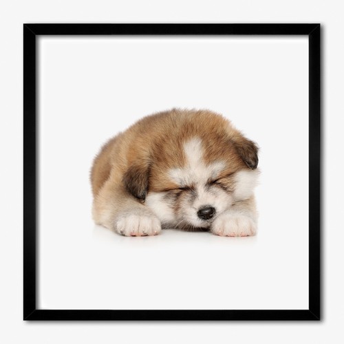 Tulup photo 50x50cm - tulup,