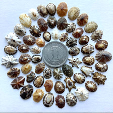 coquille de paquette du japon