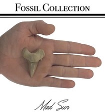 2 INCH OTODUS TOOTH REAL SHARK