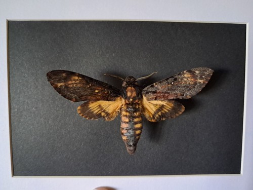 Papillon sphinx tête mort - papillon,
