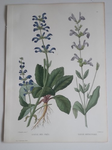 Planche botanique gravée sur - planche,
