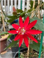 Passiflora vitifolia - Passiflore - 1 plant