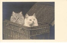 CHATS #MK43595 UN CHAT GRIS ET BLANC DANS UN PANIER