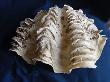 Tridacna squamosa - half-shell