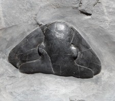 CÉPHALON DE TRILOBITE