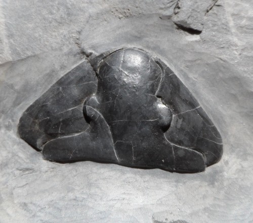 Céphalon trilobite - de,